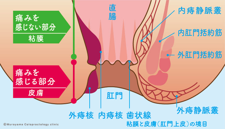 肛門の説明図