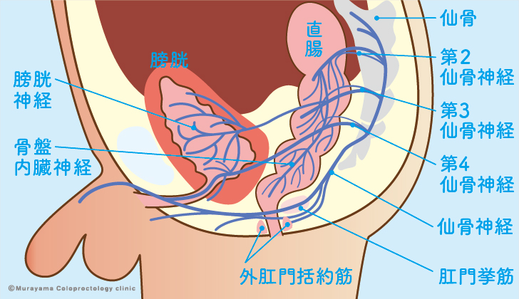 直腸肛門