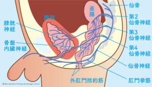直腸肛門の解剖