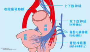 直腸肛門の機能